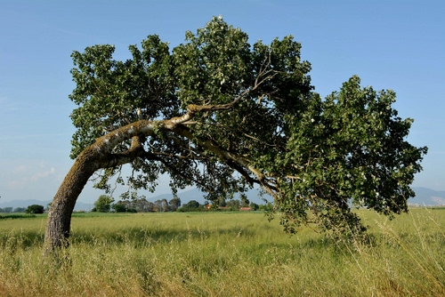 Immagine con albero, foglie, verde, erba, cielo, tronco, rami, prato, azzurro, piegato, natura, curvo, vento