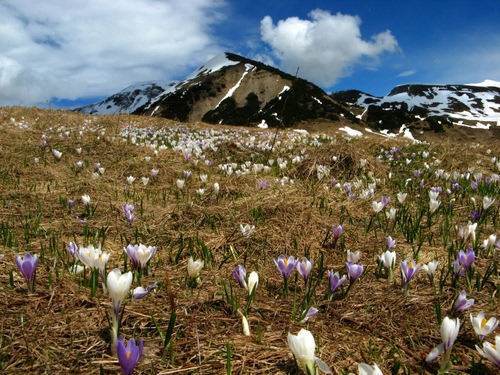 Immagine con fiori, nuvole, neve, montagna, cielo, bianco, viola, montagne, prato, erba, azzurro, campo, primavera, verde, foglie, piante