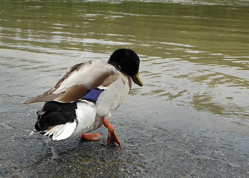 Immagine con acqua, anatra, lago, piume, uccello, germano, zampe, ali