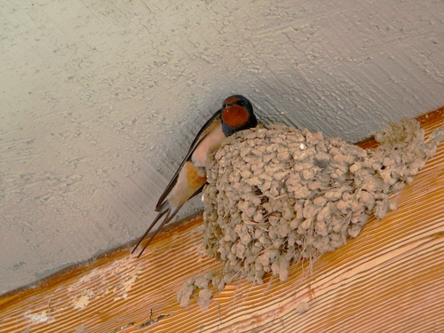 Immagine con nido, rondine, uccello, tetto, coda, legno, fango, muro