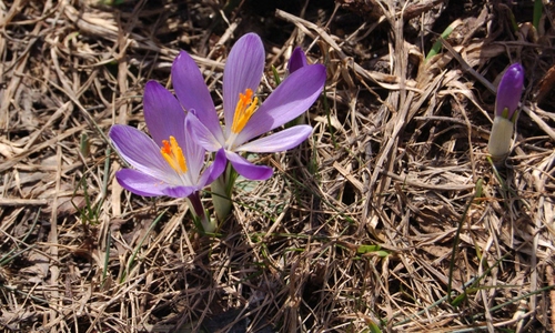 Immagine con viola, petali, fiori, erba, pistilli, giallo, prato, bocciolo, crochi, lilla, due, piante