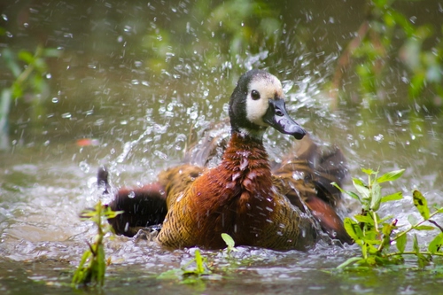 Immagine con acqua, anatra, becco, schizzi, spruzzi, foglie, uccello, natura, animale
