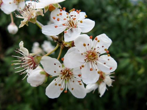 Immagine con bianco, fiori, petali, primavera, pistilli, verde, ramo, stami, macro, mandorlo