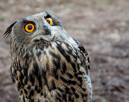 Immagine con occhi, becco, gufo, piume, uccello, giallo, civetta, sfocato, animale, rapace, nero, penne, grigio, arancione, volatile, gialli