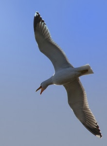 ali, cielo, gabbiano, uccello, becco, volo, volare, bianco, volatile, coda, azzurro