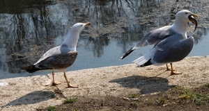 gabbiani, uccelli, acqua, ali, due, fiume, lago, riflessi, bianco