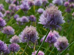 fiori, verde, viola, steli, piante, petali, macro, rosa, sfocato