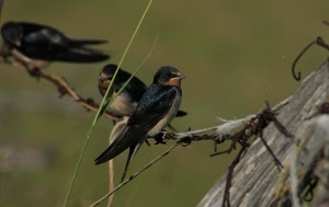 uccelli, filo, ramo, ferro, tre, nero, ali, becco, natura, rami, animali, rondini, passeri