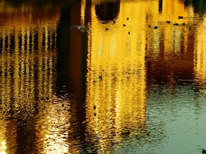acqua, giallo, uccelli, riflesso, riflessi, fiume, lago
