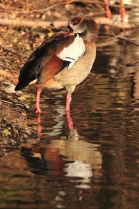 acqua, zampe, uccello, riflesso, piume, becco, animale, ali, riflessi
