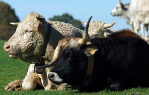 corna, mucche, nero, animali, bovini, prato, campanaccio, musi