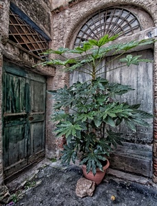 pianta, vaso, porte, verde, sasso, foglie, portoni, porta, pietra, arco, legno