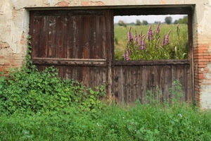 fiori, legno, verde, erba, porta, portone, rudere, mattoni, muro, edera, piante, viola, rovine, alberi