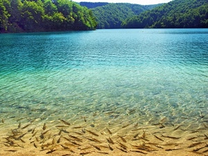 pesci, alberi, acqua, lago, mare, verde, montagne, trasparenze