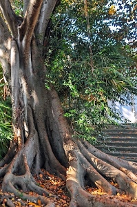 albero, foglie, radici, verde, rami, scalinata, tronco, marrone, gradini, scala, scalini