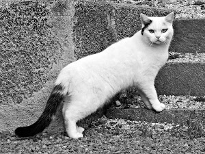 gatto, bianco, coda, nero, micio, muso, occhi, orecchie, scalini, zampe, bianconero, scala, muro, gradini, animale, pelo, pietre, vibrisse, baffi, felino