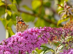 farfalla, foglie, antenne, fiori, ali, insetto, verde, fiore, rosa, sfocato, lilla, primavera, petali, colori