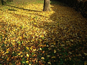 foglie, autunno, tronco, erba, verde, giallo, ombre, luce, marrone, bosco, albero, tappeto, ombra, gialle