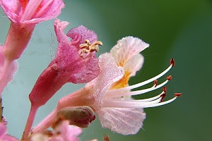 fiori, rosa, pistilli, petali, verde, macro, bocciolo, sfocato, bianco, corolle, stami, pistillo, calice, flora, natura, corolla