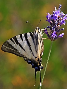 farfalla, fiore, antenne, viola, sfocato, insetto, ali, zampe, verde, nero, bianco, stelo, gambo, animale, fiori, lavanda, colori, macro, petali
