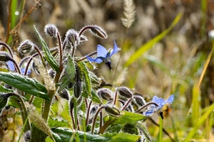 foglie, fiori, verde, boccioli, erba, azzurro, petali, sfocato, steli, gambi, prato, pianta, viola, macro, fiore