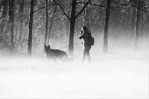 alberi, cane, donna, nebbia, bianconero, zaino, bosco, guinzaglio, pastore, persona, foschia, lupo, rami, giubbotto, animale, tronchi, bianco, orecchie, passeggiata, tedesco, cappotto