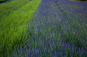 verde, lavanda, viola, campo, fiori, prato, coltivazione, erba