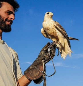 rapace, falco, guanto, barba, ali, uccello, becco, falconiere, uomo, cielo, artigli, guinzaglio, azzurro, mano, piume