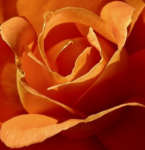 petali, rosa, fiore, arancio, macro, arancione