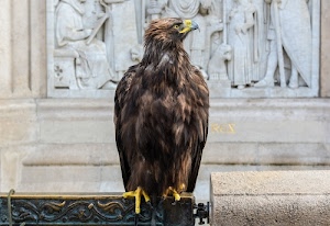 becco, rapace, zampe, aquila, bassorilievo, uccello, falco, piume, marrone, artigli, giallo, marmo, piumaggio, animale, occhio, cancello, profilo