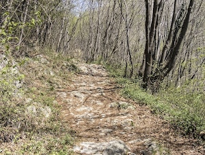 sentiero, erba, alberi, bosco, tronchi, foglie, rami, sassi, verde, pietre, rocce, vegetazione, legna, natura, azzurro, cielo, autunno, ombre, foresta