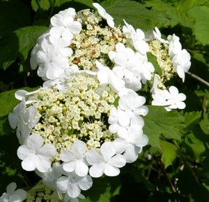 foglie, bianco, verde, fiori, petali, natura, rami