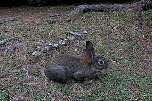 coniglio, orecchie, animale, erba, pelo, radici, animali, grigio, tronco, occhio
