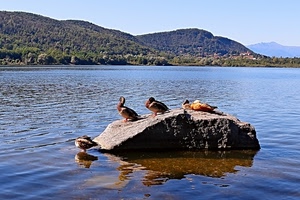 acqua, uccelli, lago, anatre, scoglio, riflesso, sasso, roccia, montagne, riflessi, animali, alberi, colline, cielo, mare, masso