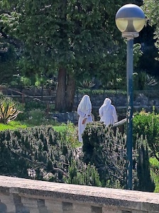 suore, lampione, giardino, alberi, verde, bianco, piante, balaustra, parco, due, muretto, palo, erba, religioso, cespugli, religiose, agave, religione