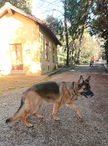 cane, alberi, casa, strada, animale, zampe, pastore, coda, porta, quadrupede, tedesco, muso, lupo, mammifero, pelo, persona, finestre, collare