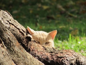 gatto, orecchie, tronco, occhi, erba, rosso, albero