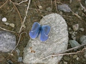 farfalla, ali, sassi, azzurro, rami, terra, sasso, pietre, insetto, pietra, antenne, celeste, blu, terreno