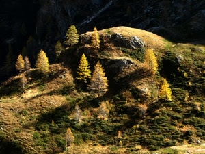 montagna, verde, pini, alberi, bosco, ombre, rocce, autunno, sole