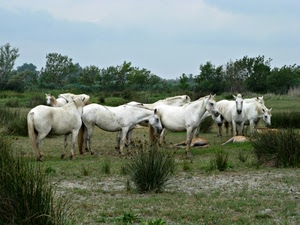 cavalli, alberi, animali, bianco, verde, piante, cespugli, bianchi, erba, cielo