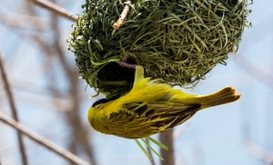 uccello, giallo, nido, erba, piume, verde, coda, rami, animale