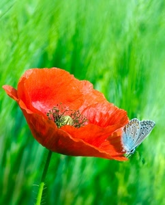 rosso, farfalla, papavero, verde, fiore, ali, petali, stelo, macro