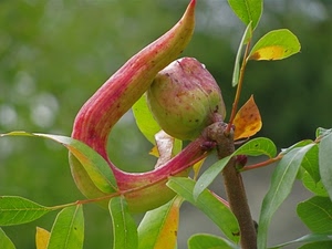 foglie, verde, frutto, pianta, rosso, rami, ramo