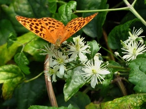 farfalla, fiori, foglie, insetto, ali, arancione, bianco, verde