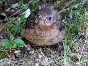 erba, becco, uccello, uccellino, piccolo, zampe, piume, volatile, fili, verde