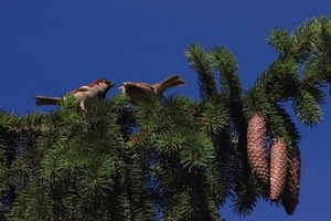 uccelli, pigne, verde, albero, ramo, cielo, due, pino, rami, passeri