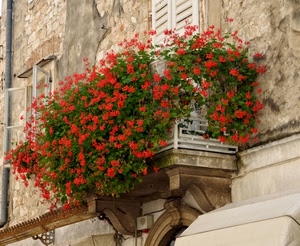 rosso, balcone, fiori, gerani, finestra, verde