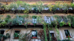 finestre, balconi, piante, ringhiere, palazzo, verde, vetri, vasi, casa, foglie, facciata, fiori