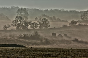 nebbia, alberi, campo, campagna, paesaggio, panorama, foschia, seppia