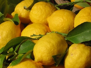 limoni, giallo, foglie, verde, agrumi, frutta, rami